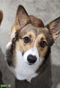 AKC female Pembroke Corgi seeking mate Listing Image