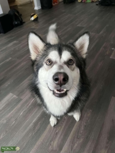 Alaskan Malamute Stud Listing Image