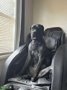 Black brindle English mastiff  Listing Image
