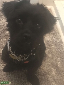 Archie needs one last fling Listing Image