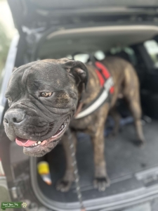  1 1/2 Female reverse brindle Bullmastiff Listing Image