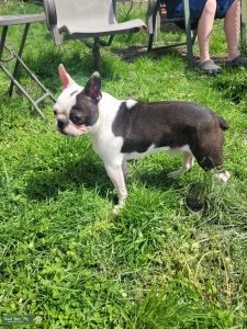 Boston terrier stud Listing Image