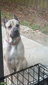 Female Formentino looking for stud for breeding  Listing Image