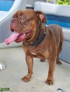 Olde English Bulldogge Stud Purebreed Listing Image