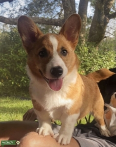 Stud - Pembroke Welsh Corgi Listing Image