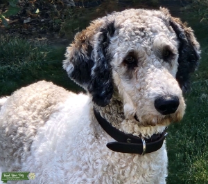 AKC Sable Merle Poodle Stud Listing Image