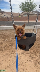 Black and Gold Yorkie Listing Image