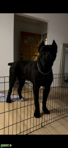 All Black Cane Corso Listing Image