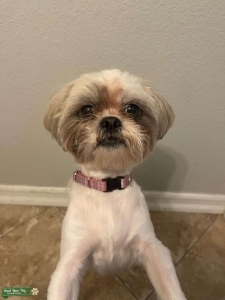 Shih Tzu Tri color Stud Listing Image