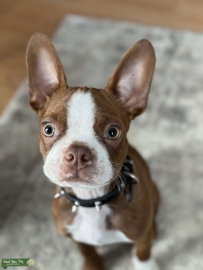 Brown Boston Terrier STUD Listing Image