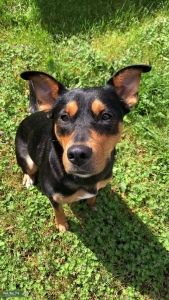 Pitsky Rottweiler Mix Listing Image