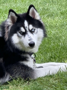 Purebred Female  Listing Image