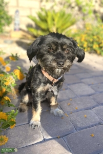 Black Havanese with tan and white markings Listing Image