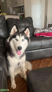 Female CKC Siberian Husky Listing Image