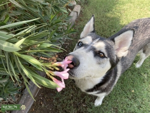 Husky Looking for a Stud  Listing Image