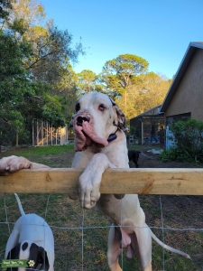 Harlequin Piebald Blue-eyed Euro Great Dane Listing Image