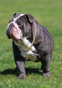 English Bulldog Stud Listing Image