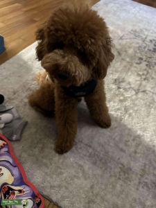Gorgeous male Apricot Poodle Listing Image