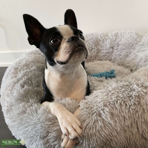 Boston Terrier Stud Listing Image