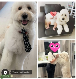 Male goldendoodle looking for girlfriend Listing Image