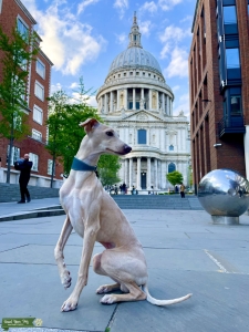 Cream Italian Greyhound Stud Listing Image