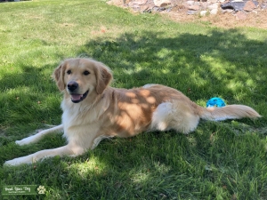 Golden Retriever Listing Image