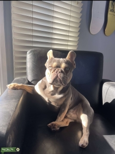 French bulldog stud  Listing Image