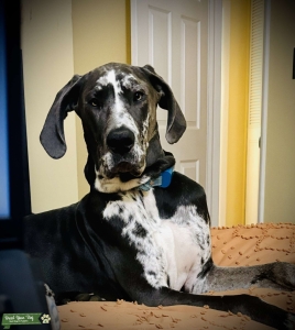 Blue Merle Great Dane Listing Image