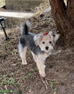 Year Old Yorkie/Maltese (Morkie) Looking For Stud Listing Image