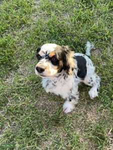 Cocker Spaniel Stud  Listing Image