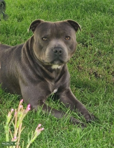 Staffordshire bull terrier  Listing Image