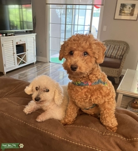 Stud miniature poodle Listing Image