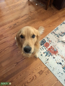 Duke the stud Listing Image
