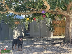 AKC Rottweiler Male Stud Listing Image