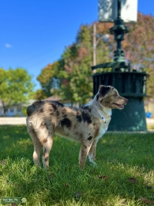 Miniature Australian Shepherd Listing Image