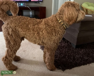 Apricot Male Goldendoodle (Stud) Listing Image