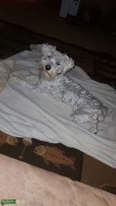 White miniature schnauzer  Listing Image