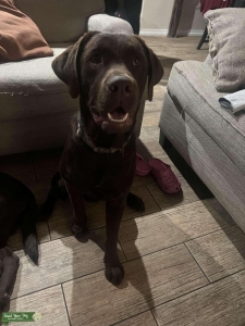Ovi akc chocolate Labrador  Listing Image