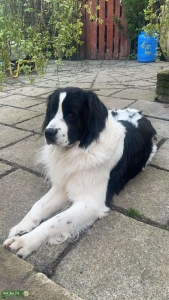 STUD DOG Listing Image