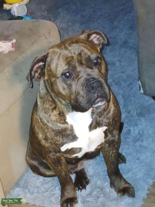 Brindle Bully ready to Breed  Listing Image