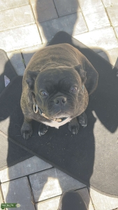 Female Bugg mix  Listing Image
