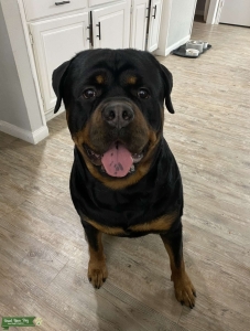 AKC German Rottweiler  Listing Image