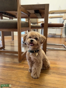8.5lb Apricot Shihpoo Listing Image