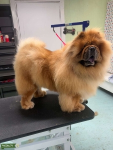 AKC Champion Bloodline Stud Listing Image