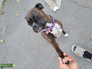 Reverse brindle Listing Image
