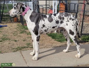 AKC Blue Harlequin Dane Listing Image