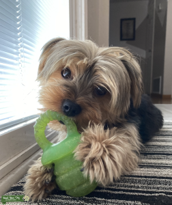 Yorkie wants to be a daddy Listing Image