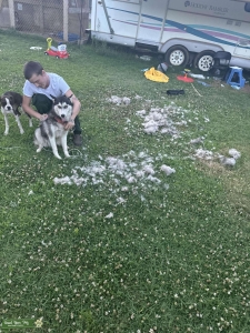 Black and White Purebred Husky Listing Image