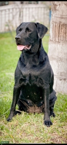 Looking for pedigree stud - Brevard Listing Image