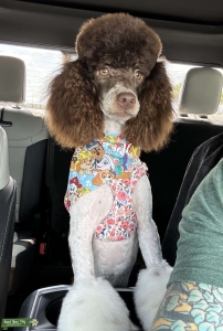Mini poodle stud piebald/parti  Listing Image